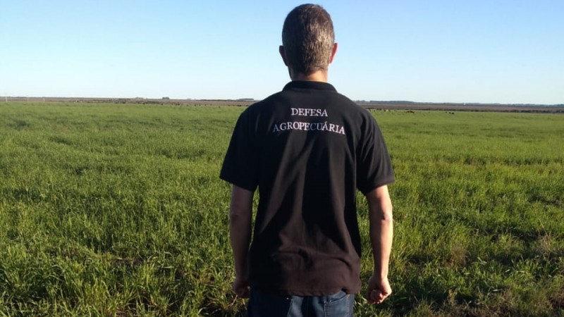 Secretaria da Agricultura do RS monitora surtos de gafanhotos na região noroeste