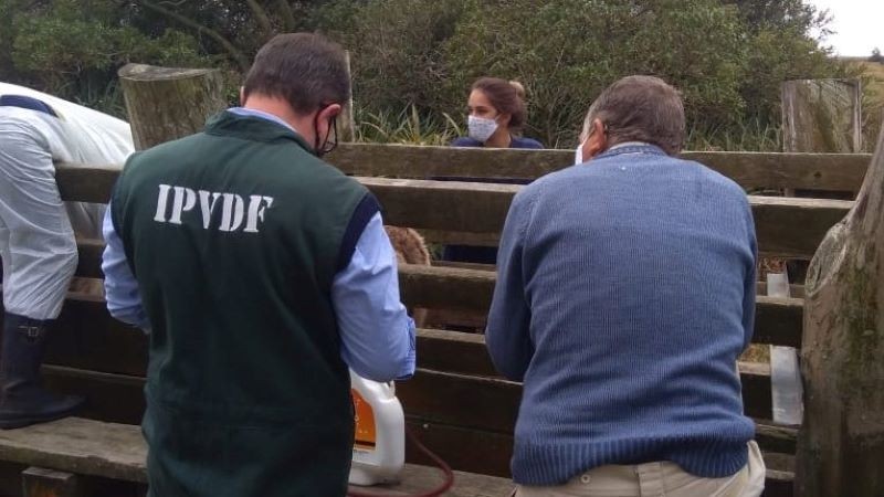 Governo do Rio Grande do Sul alerta para surtos de Tristeza Parasitária Bovina no estado