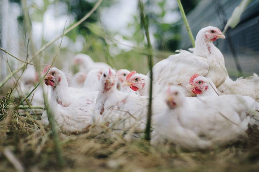 Japão registra pior surto de gripe aviária do país