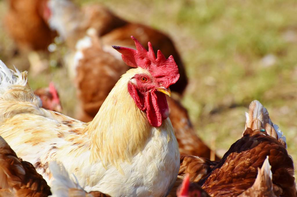 Consumo de frango no Brasil triplicou nos últimos anos