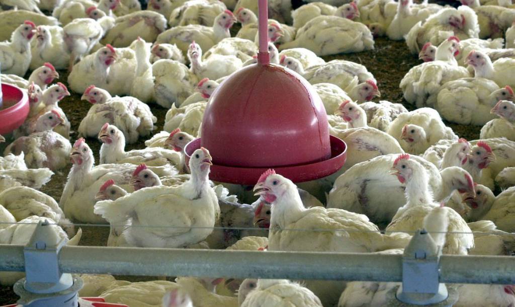 Cotações do mercado de frango com alta de 7,3% no atacado