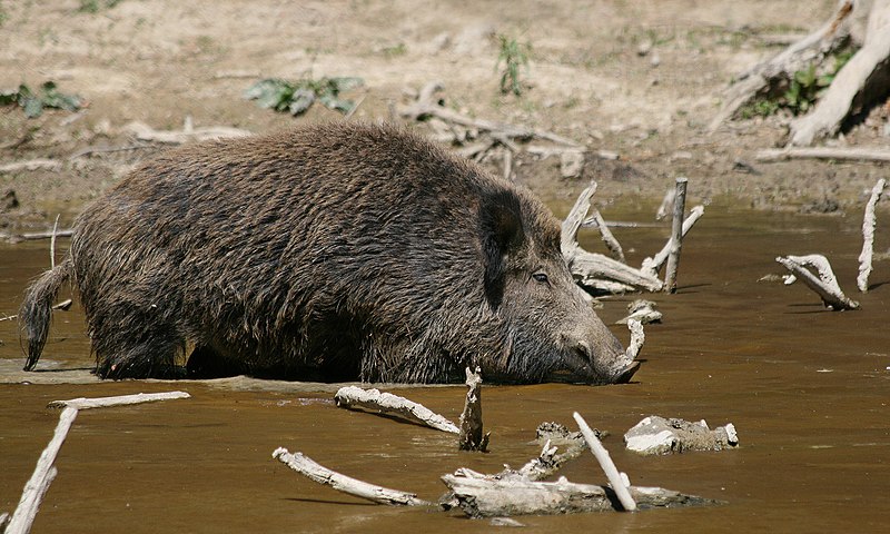 Alemanha identifica novos casos de peste suína africana