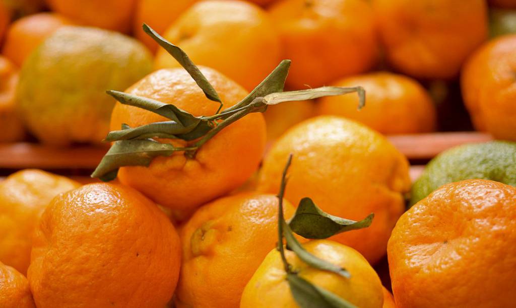 Sindicato rural incentiva produção de frutas em Campo Grande