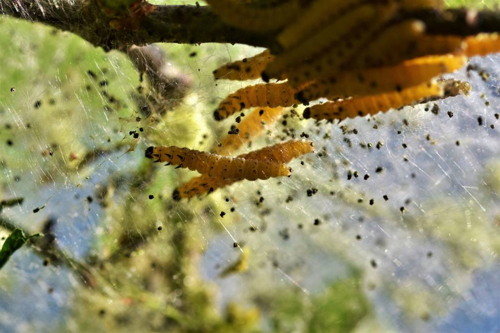 União Europeia aprova uso de insetos para alimentação de aves e suínos