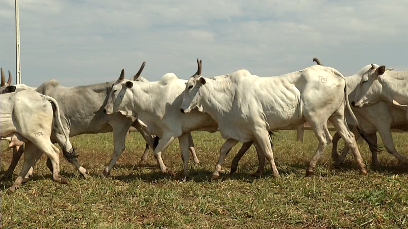 Arroba Play oferta lote de 21 vacas com peso médio de 418 kg