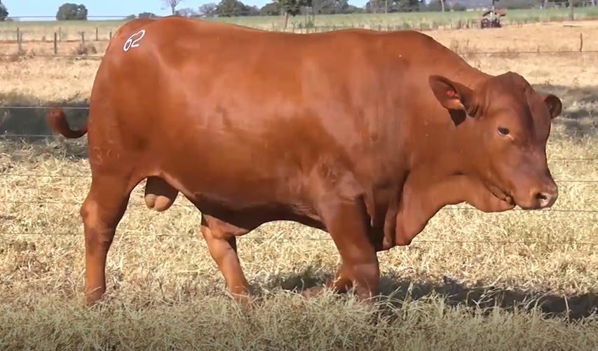 De Olho na Fazenda Central Senepol oferta animais a preço fixo 