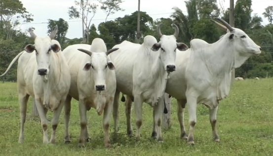 Leilão Boi em Pauta Fazenda Dona Adelina registra médias superiores a R$ 7 mil