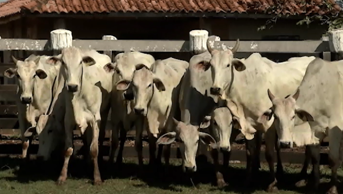 1º Leilão Virtual Marisa Leilões oferta animais para corte nesta sexta-feira