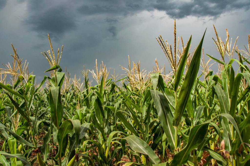 RS começa a distribuição de sementes de milho e sorgo