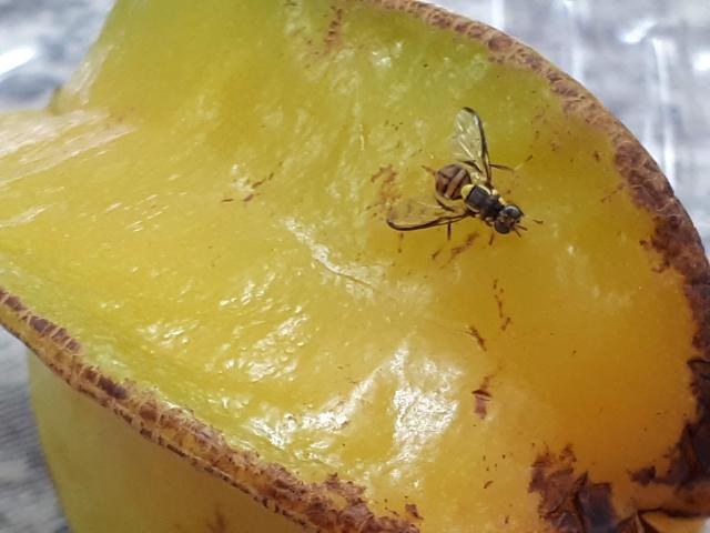 Exemplar de mosca-da-carambola é capturado em Roraima, informa Mapa