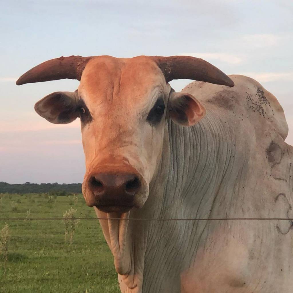 Nova Terra Roxa oferta animais Nelore PO no Canal do Boi e Arroba Play hoje (19)
