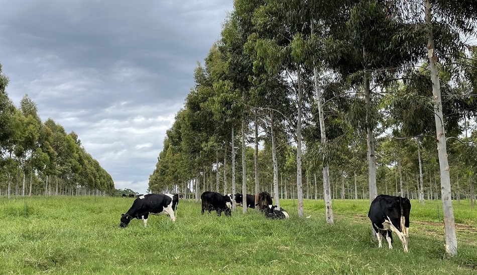 Embrapa e Nestlé vão desenvolver protocolo para leite de baixo carbono