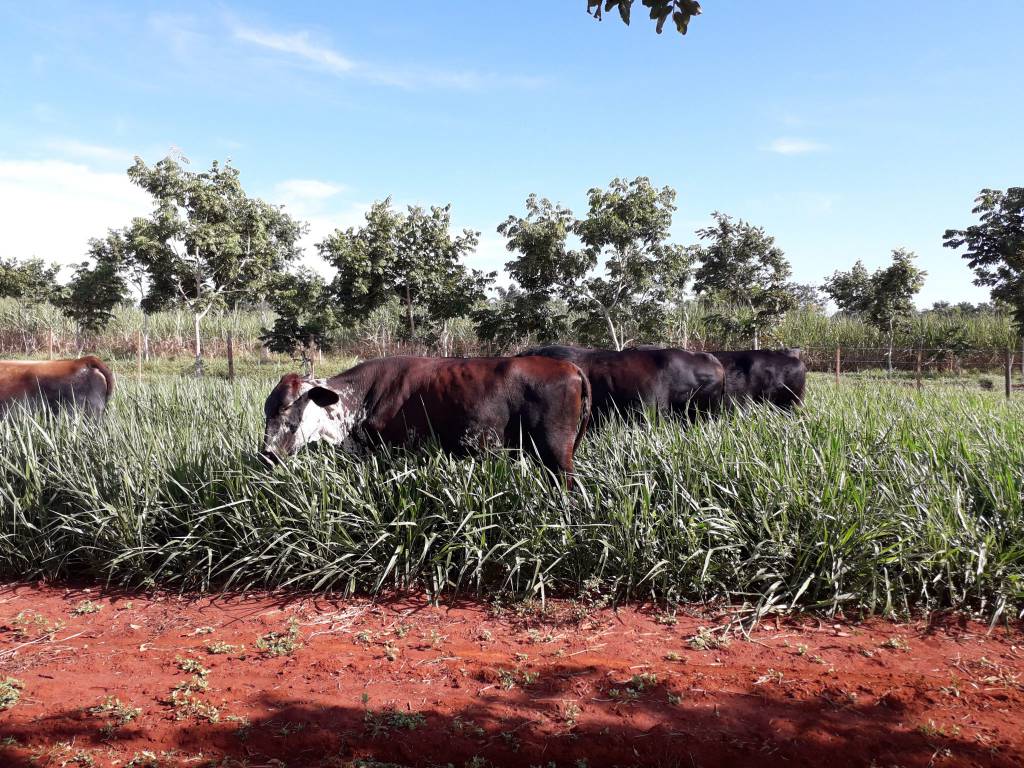 Pesquisa estuda efeito do fosfato natural de rocha na pastagem