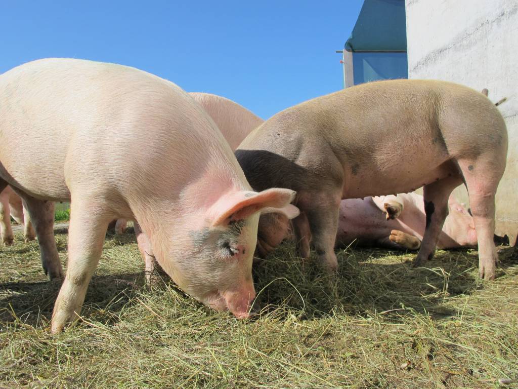 Suínos: frigoríficos elevam demanda por novos lotes