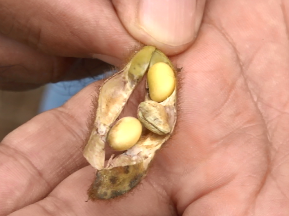 Anomalia preocupa setor da soja em Mato Grosso