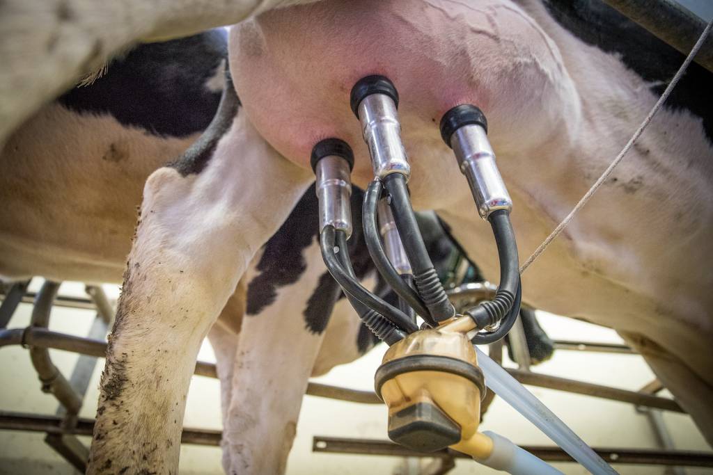 Litro do leite: preço pago ao produtor sobe 35,56% no primeiro semestre