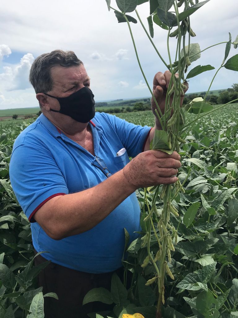 Soja: produtor mantém histórico de produtividade, em Floresta
