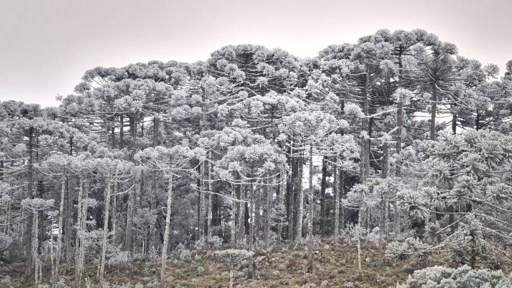 Frio perde intensidade, mas meteorologia ainda prevê geadas
