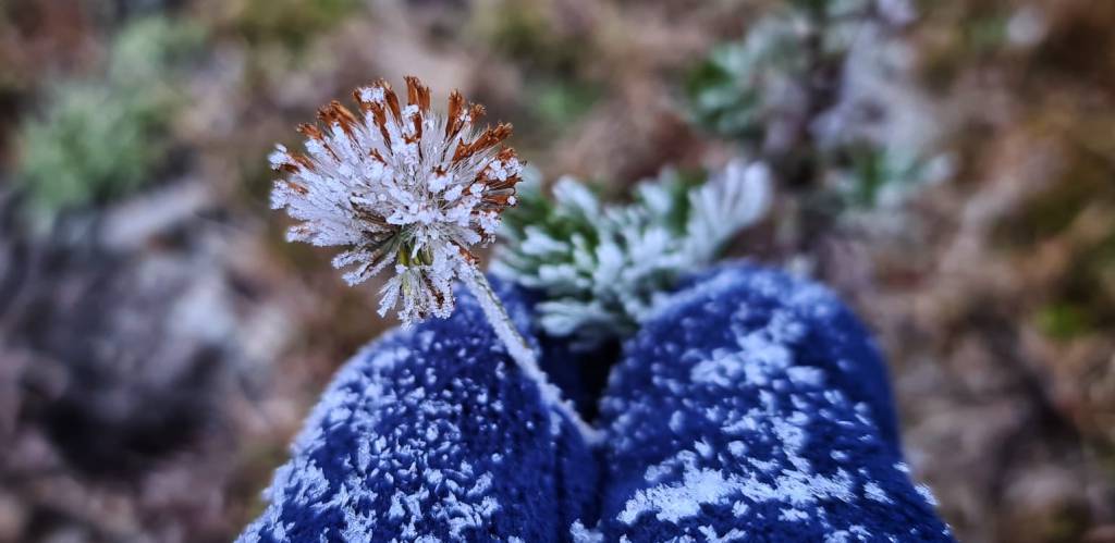 Nova onda de frio espalha geadas pelo país