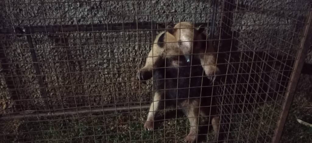 Tamanduá-mirim é capturado dentro de residência, em Bela Vista