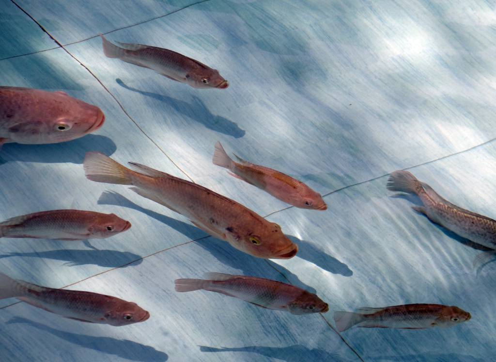 Coreia do Sul abre mercado para peixe de cultivo brasileiro
