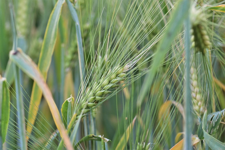 USDA informa vendas de 130 mil toneladas de trigo de inverno