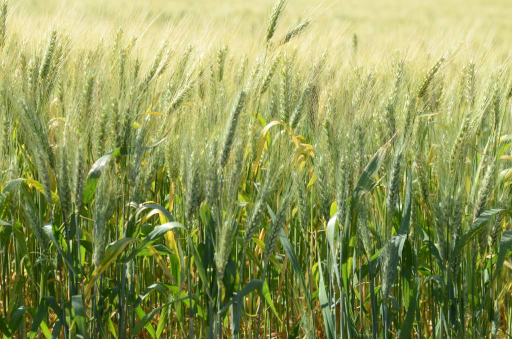 Cevada: zoneamento agrícola de risco climático é divulgado
