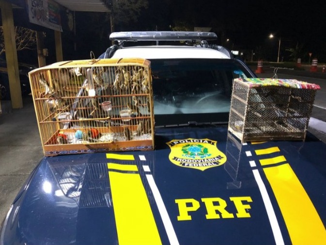Transporte ilegal: PRF apreende 25 pássaros, em Angra dos Reis