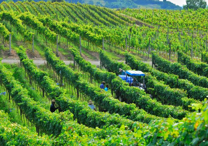 Altos Montes coleta amostra da primeira safra de vinhos ‘selados’