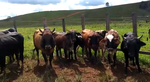 Ladrões dão prejuízo de R$ 90 mil a pecuaristas de Minas Gerais